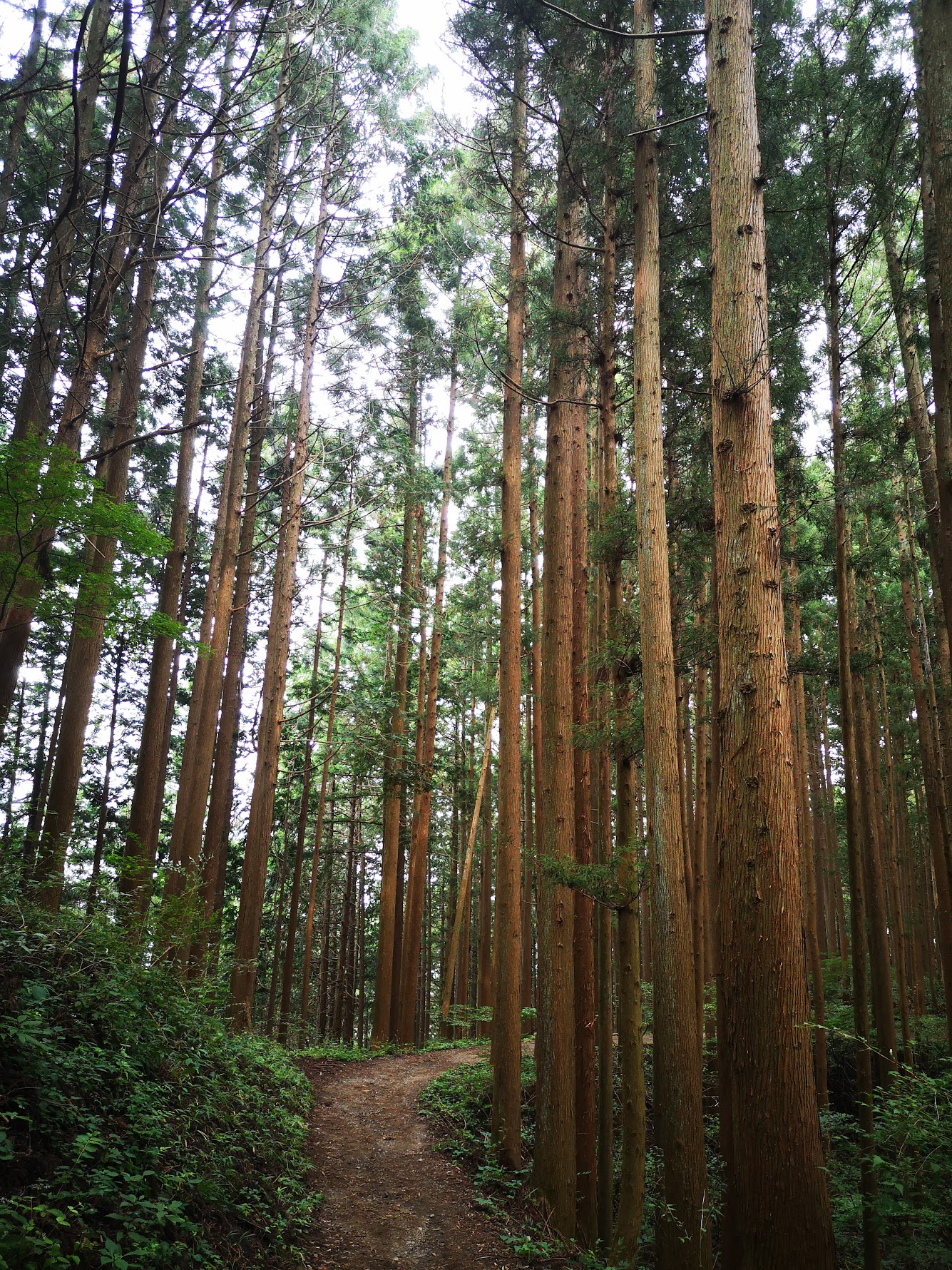 日の出山への道