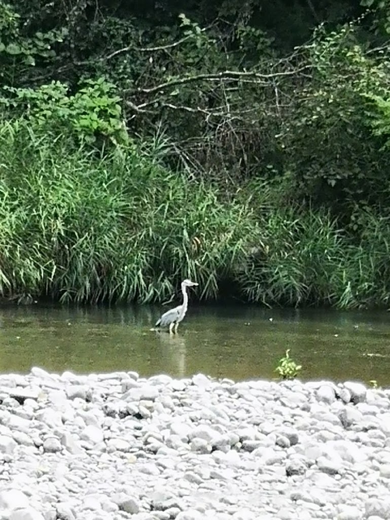 御岳渓谷に水鳥
