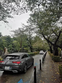 青山霊園の紅葉
