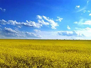 ウクライナトロイツェ村付近の菜の花畑